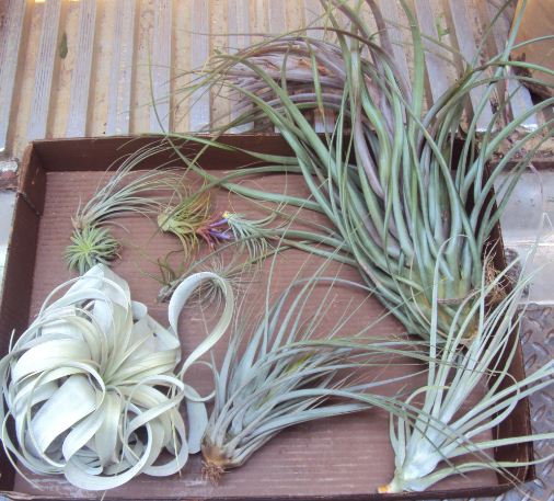 Bromeliad Tillandsia Assortment Box of Sm Md Few Lg